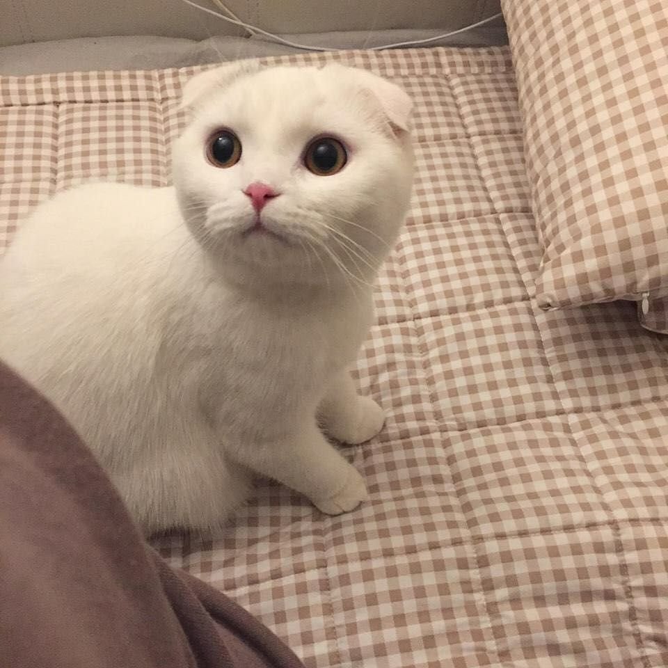 Фото котят на белом фоне