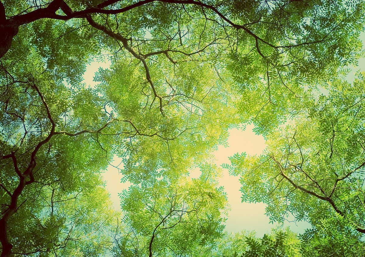 Кроны деревьев