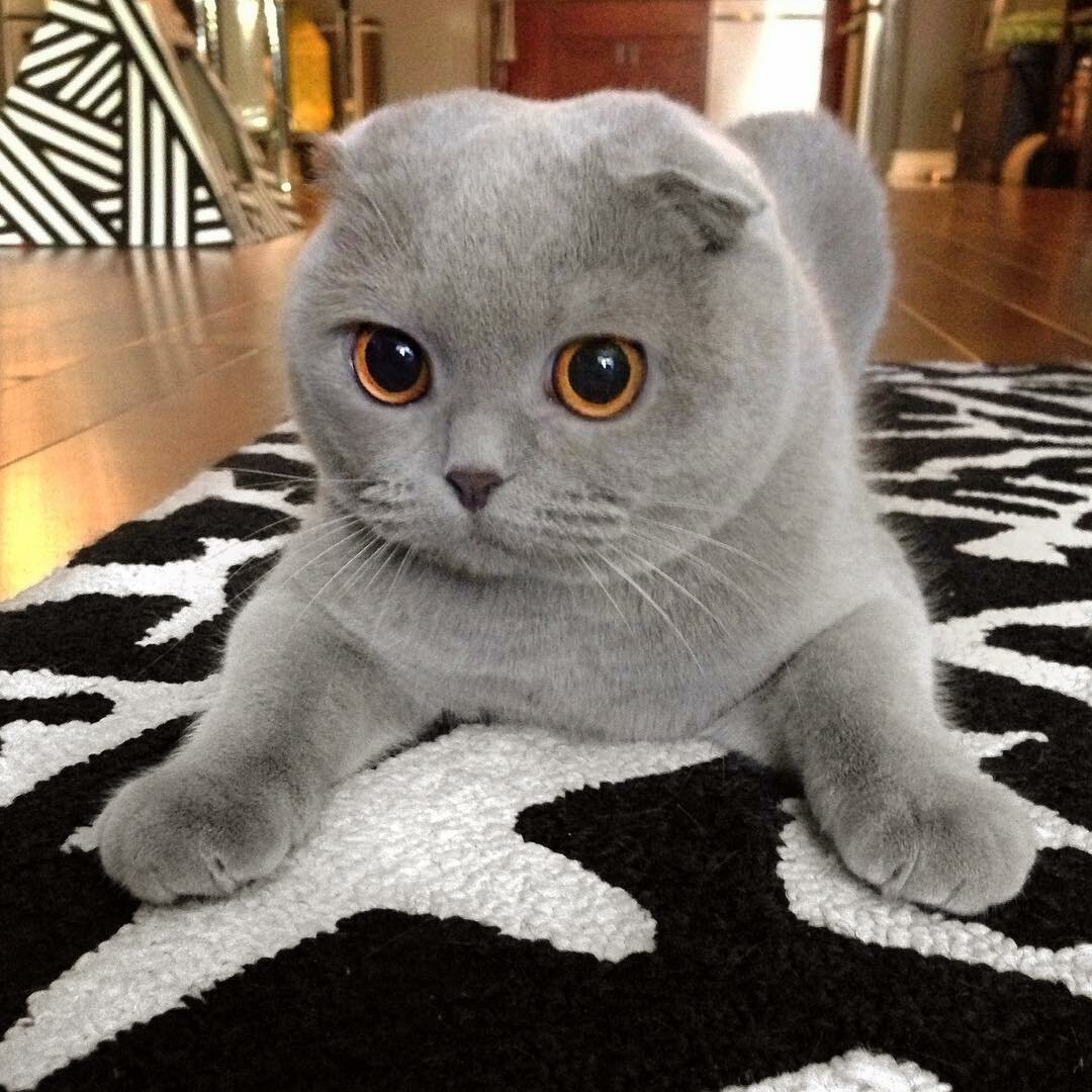 Шотландская вислоухая кошка вид сбоку