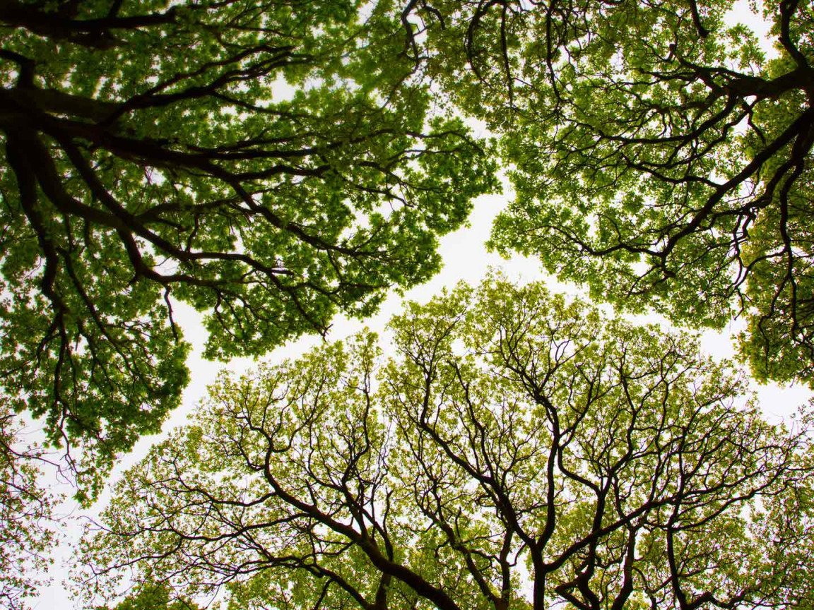 Красивые кроны деревьев