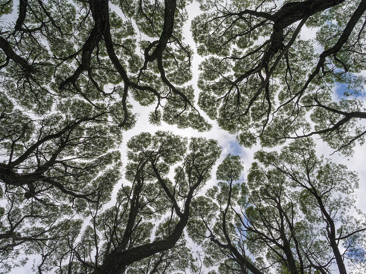 Кроны деревьев