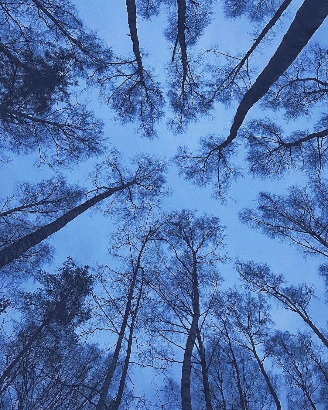 Крона дерева снизу