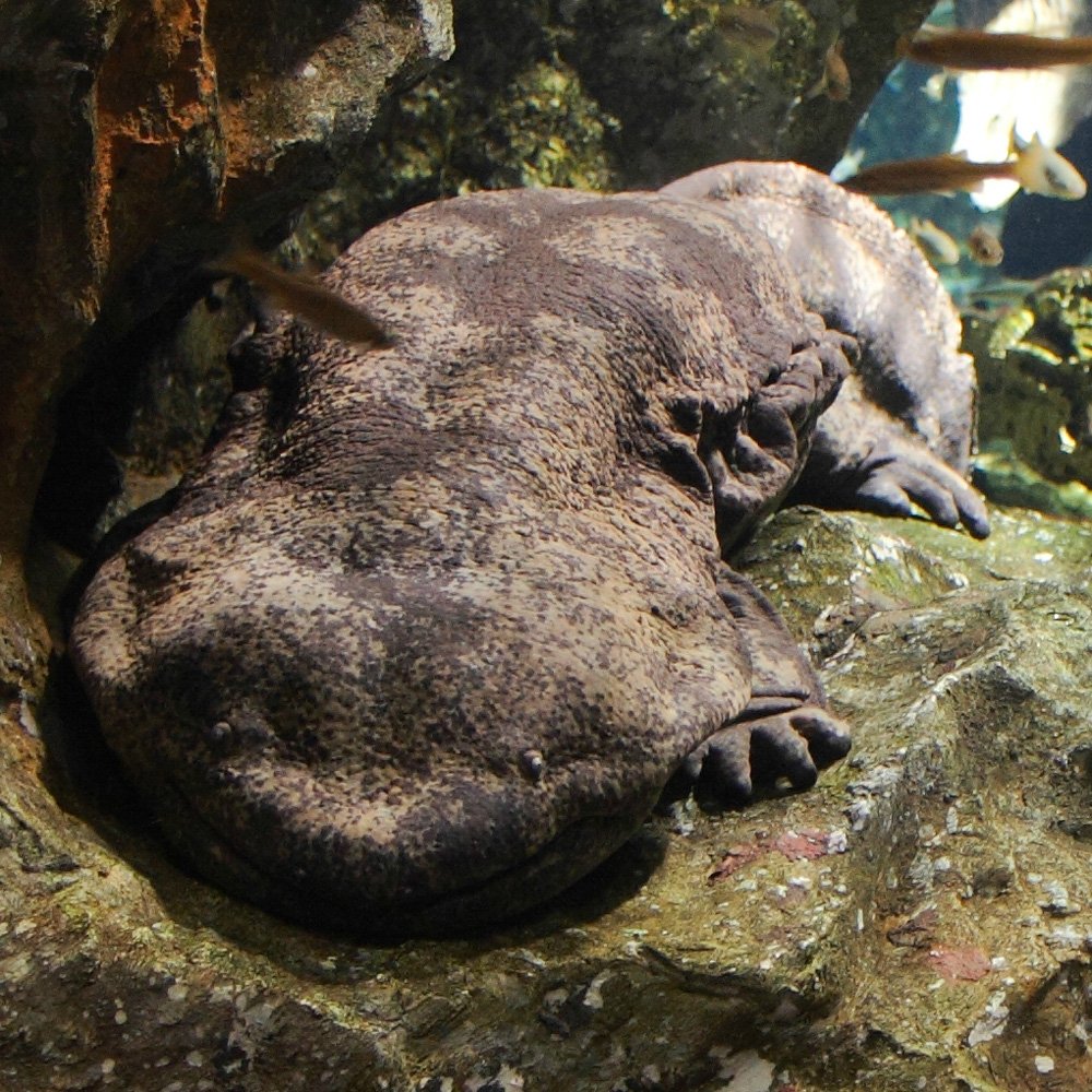 Китайская исполинская саламандра