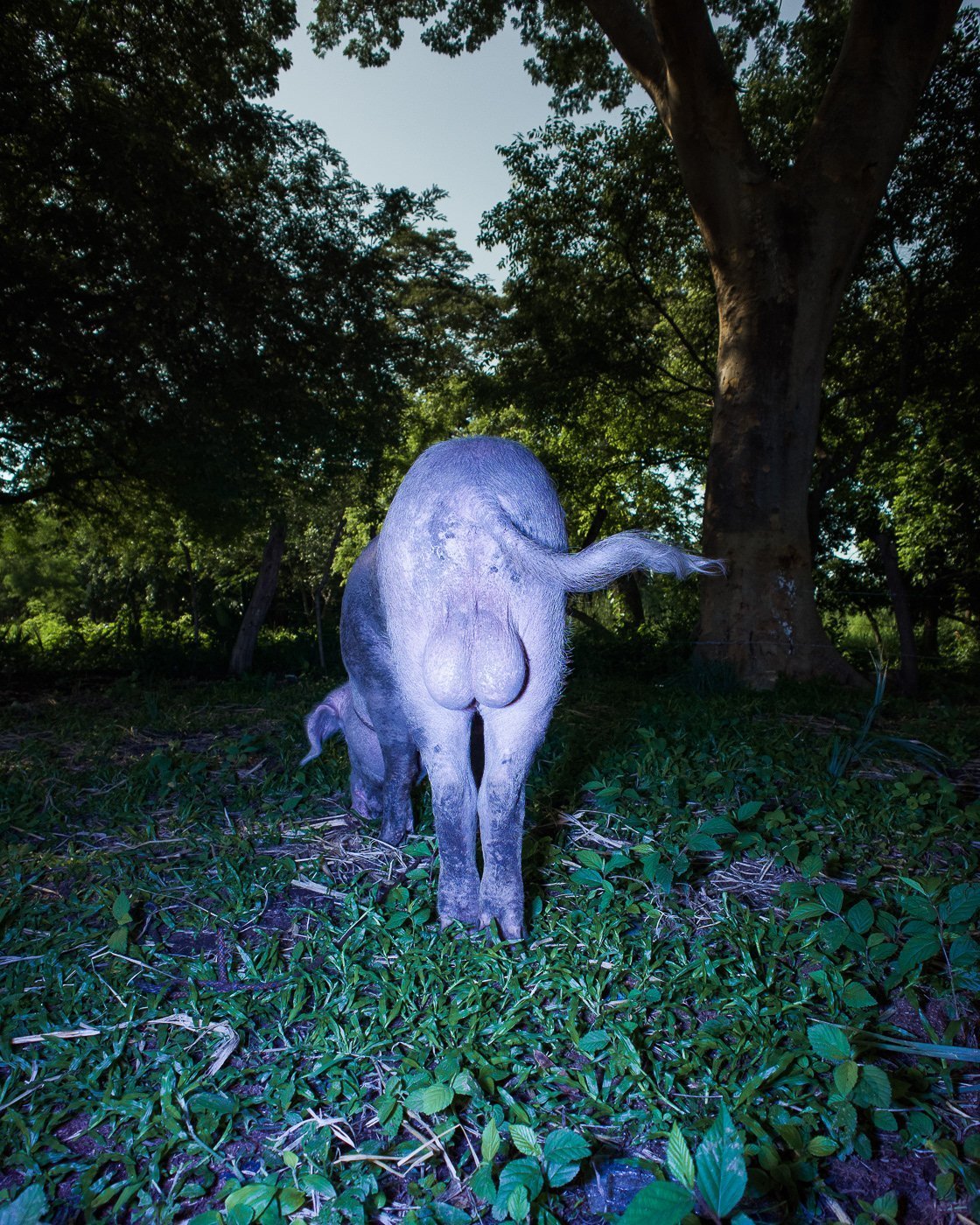 Необычные существа