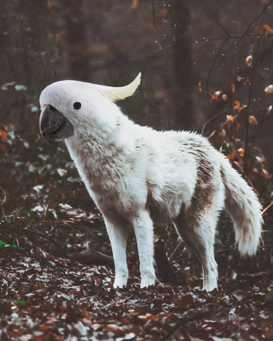 Североамериканский звездочёт