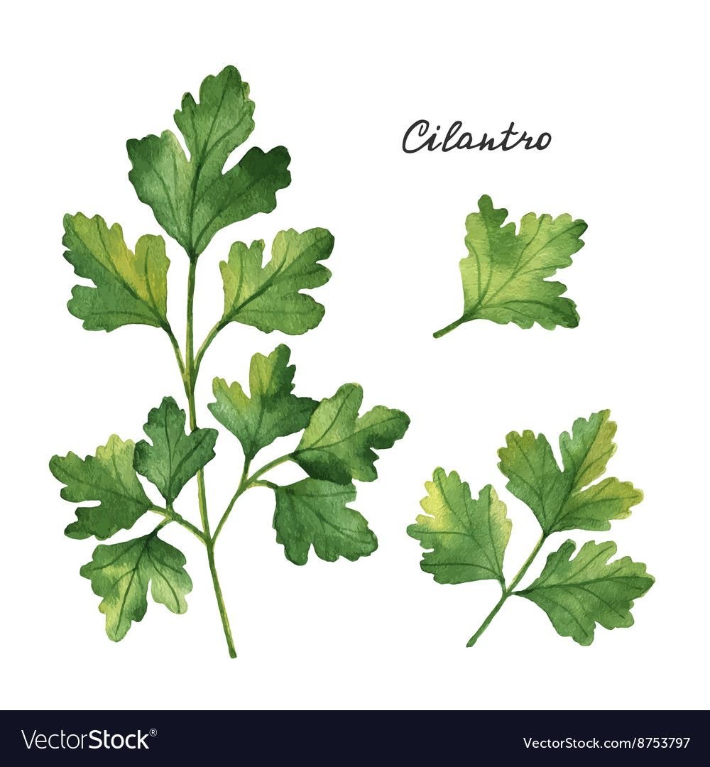 Петрушка кинза акварель