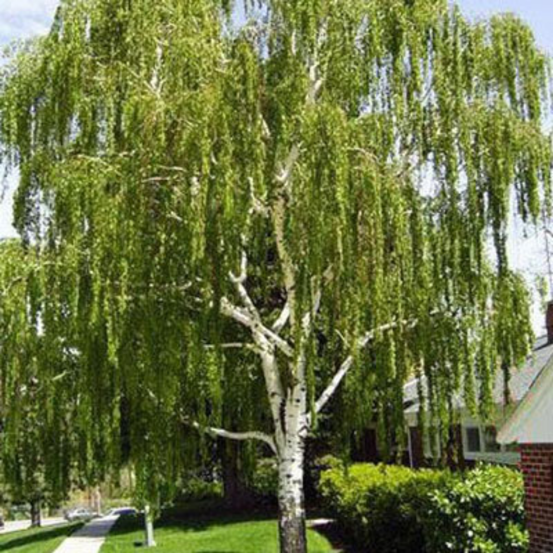 Повислая береза картинка