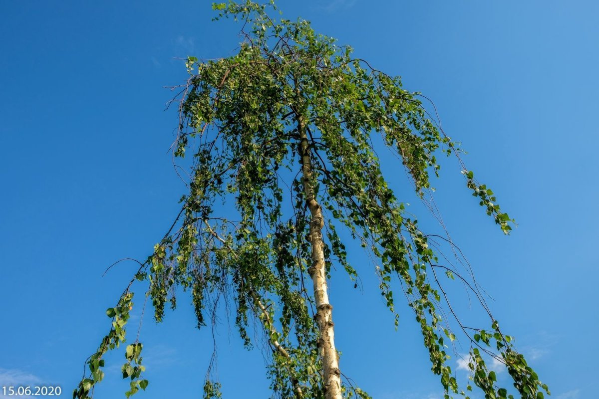 Береза повислая Роял Фрост