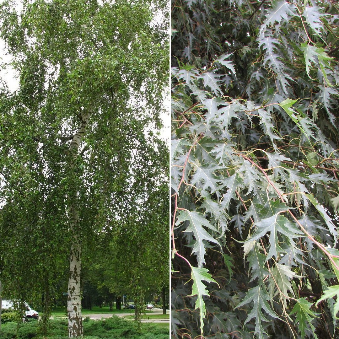 Береза повислая ветка