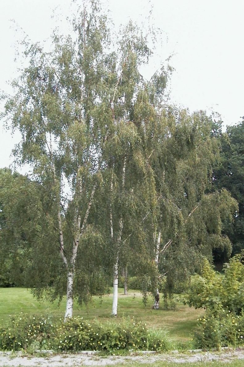 Серебристая береза