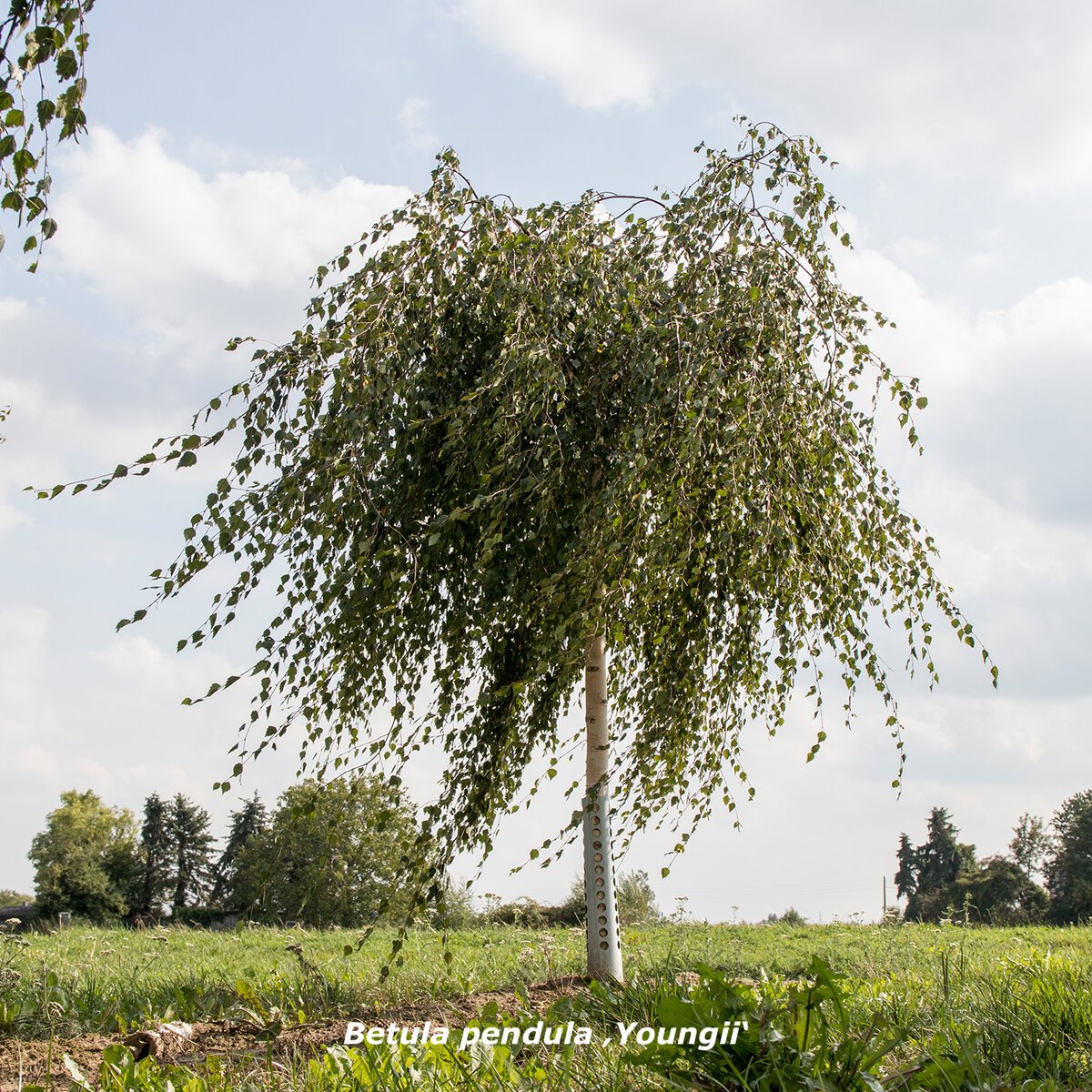 Береза повислая Тристис