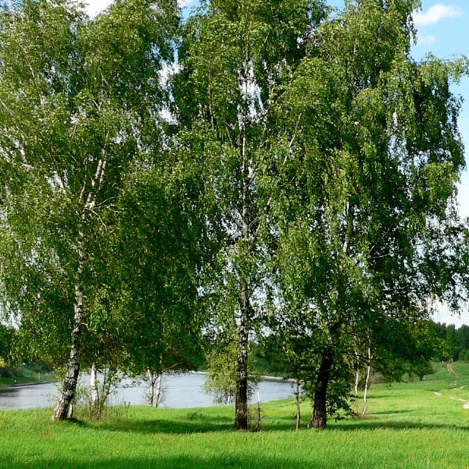 Береза повислая Юнги