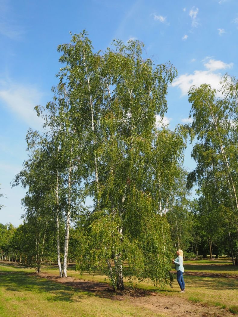 Береза Жакмана