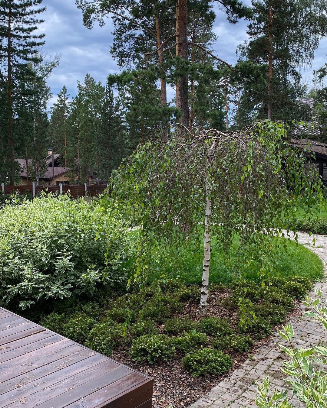 Береза повислая на участке