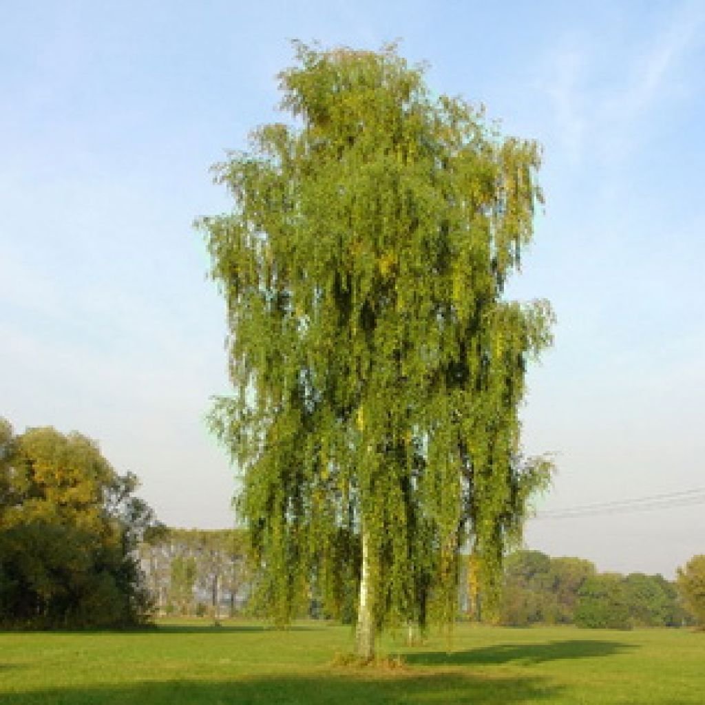 Береза повислая Юнги