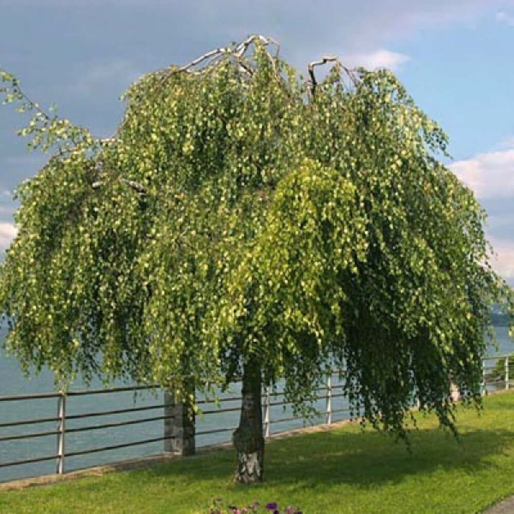 Береза повислая Лациниата