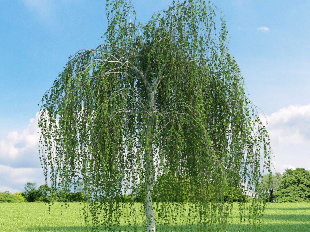 Betula pendula Dalecarlica берёза повислая даликарлийская