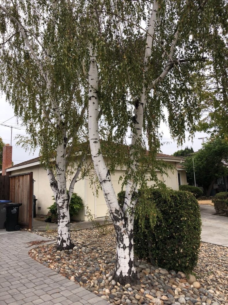 Черемуха, Ива, ольха.