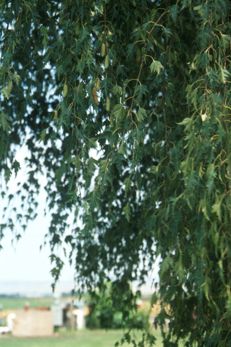 Берёза повислая