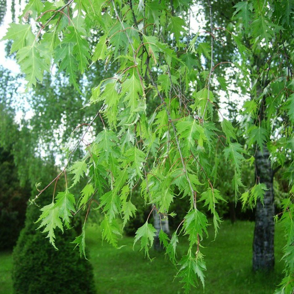 Береза повислая листья