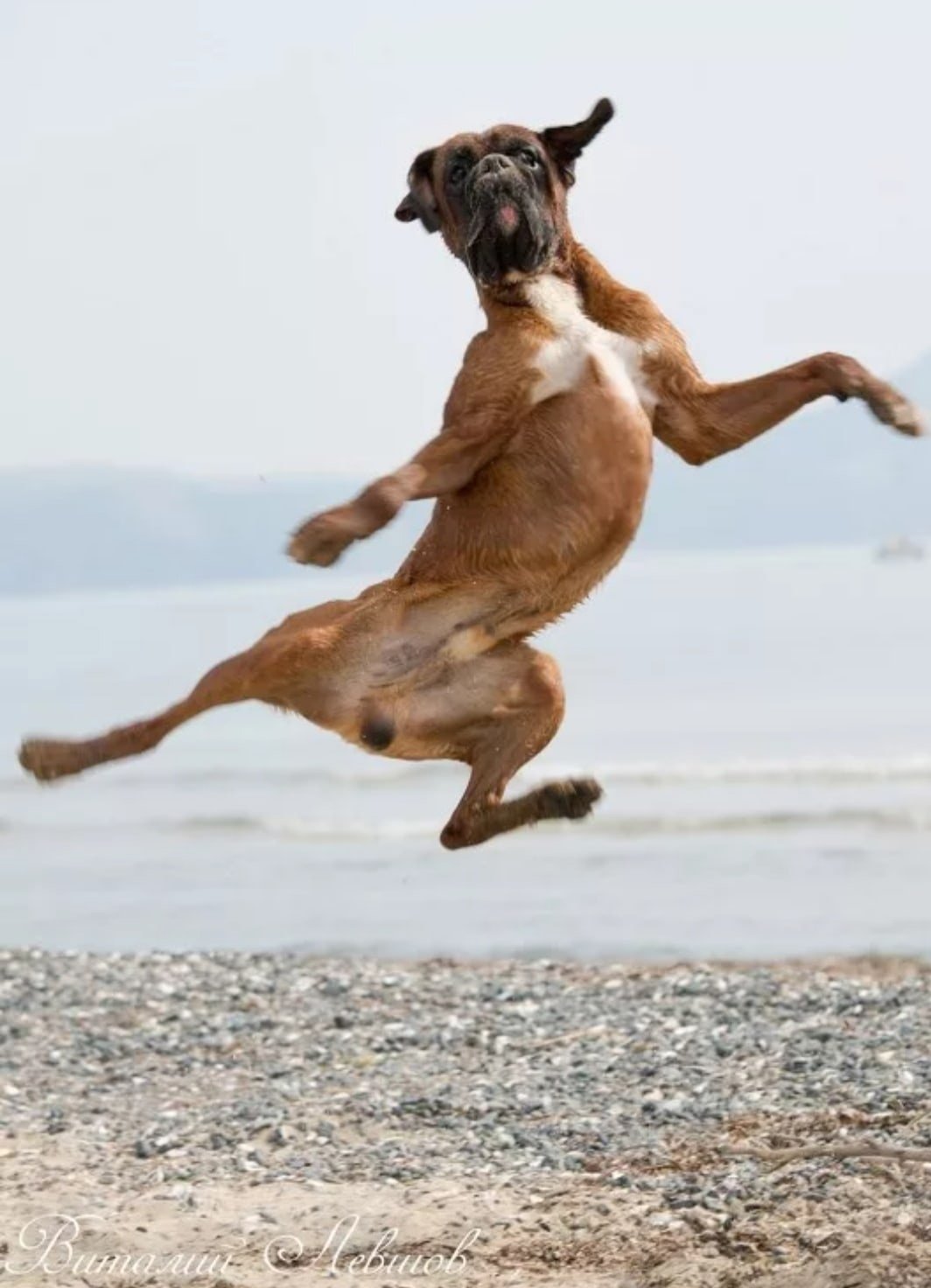 Хочу бежать но не бегу. Собака в прыжке. Собака бежит. Радостная собака. Собака радуется.
