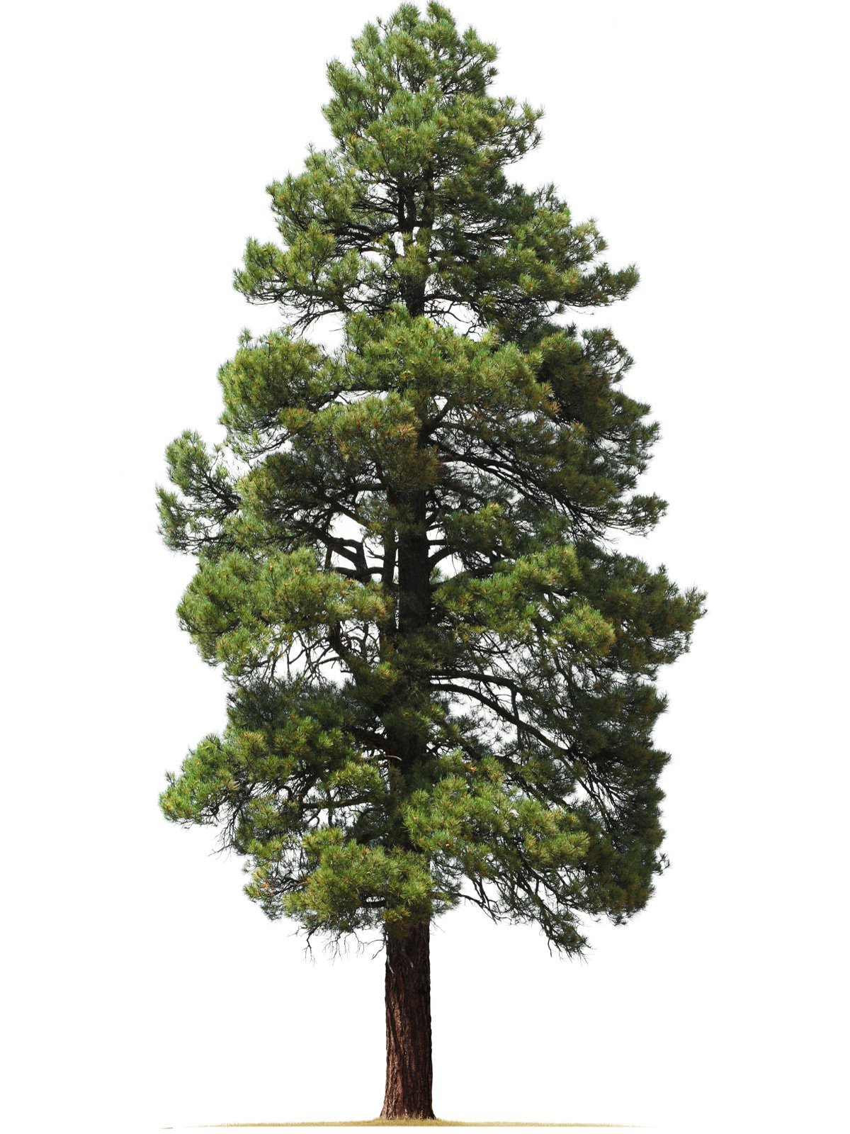 Сосна Кедровая Сибирская на белом фоне