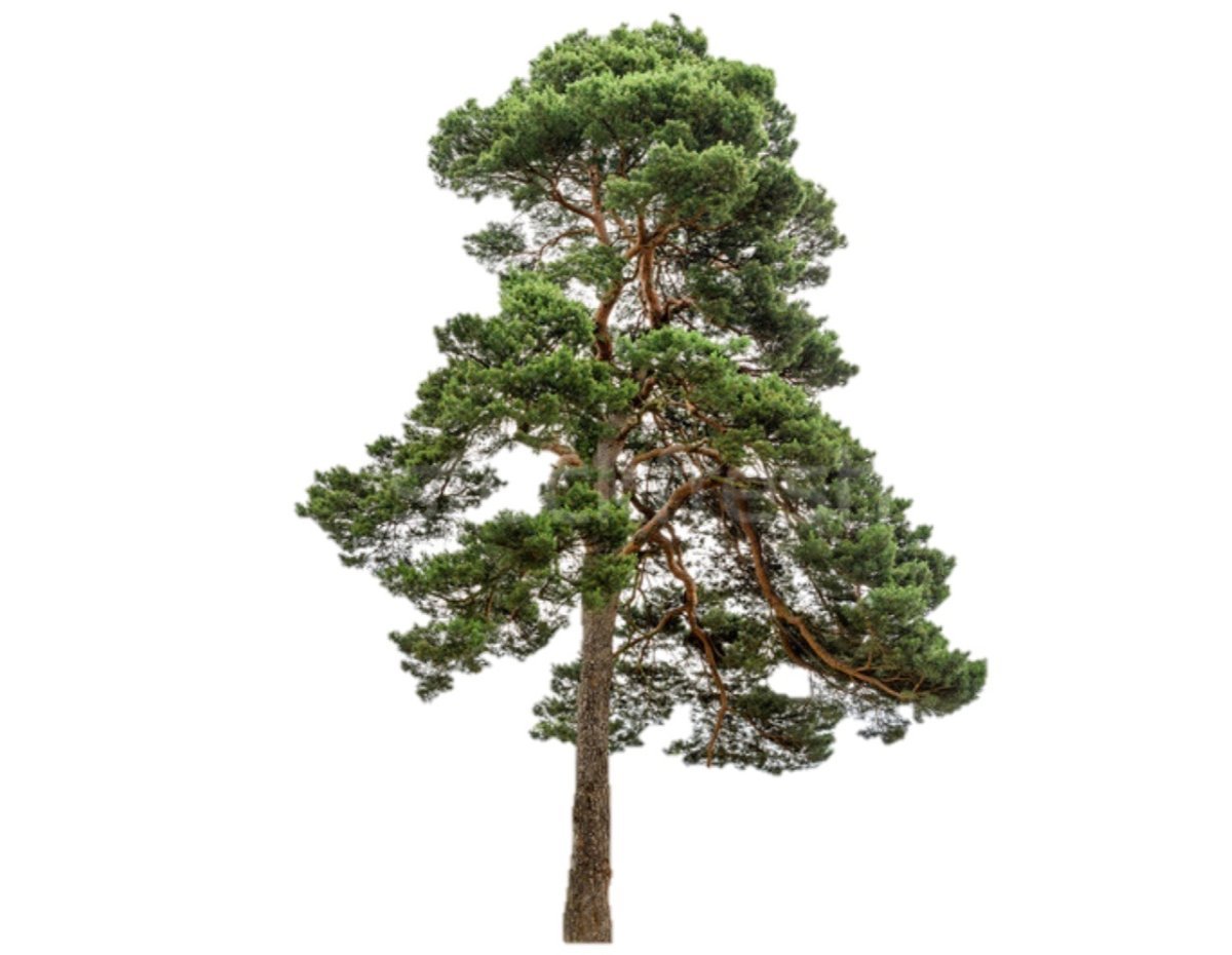 Кедр на белом фоне