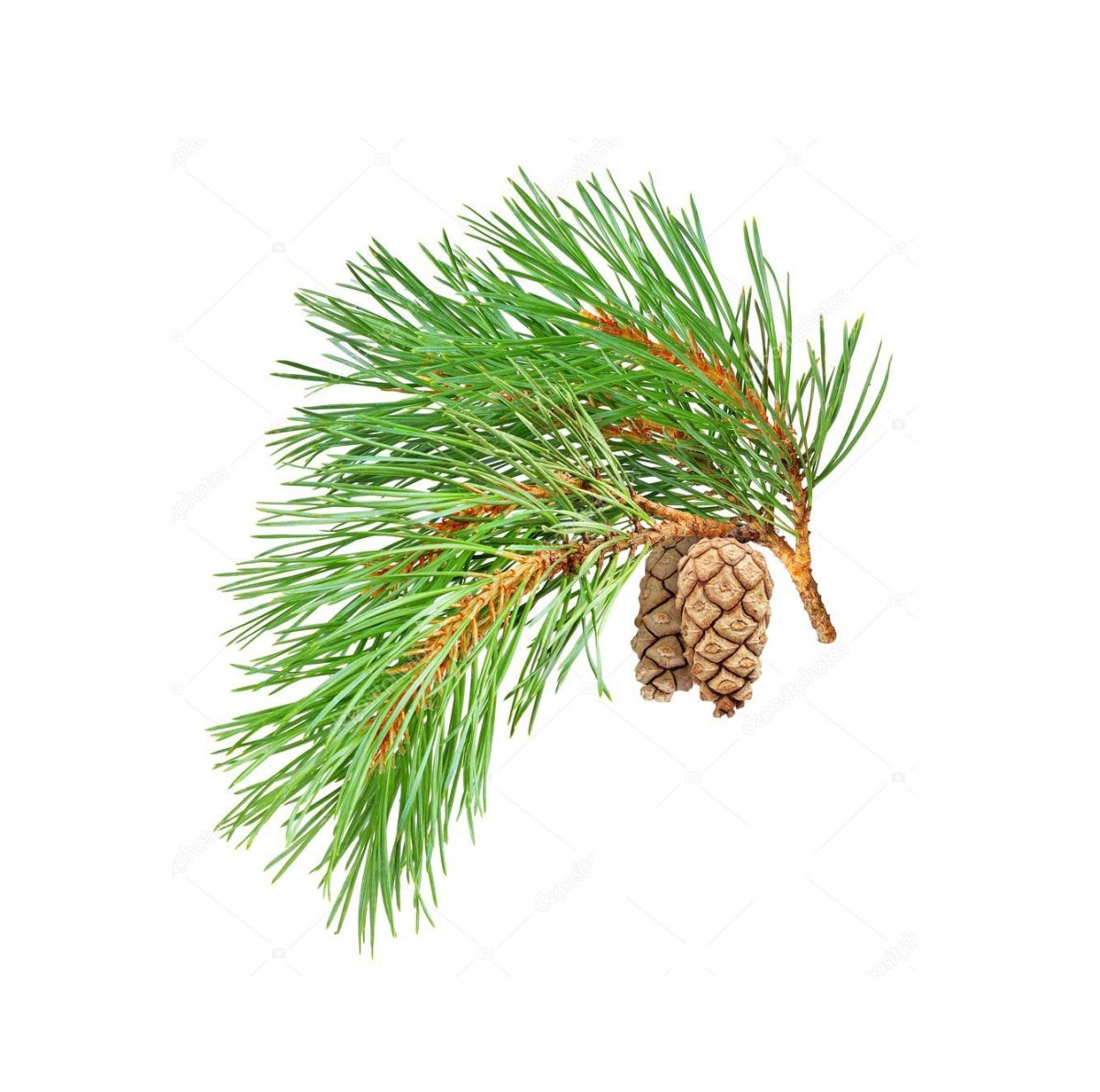 Хвоинки сосны кедровой