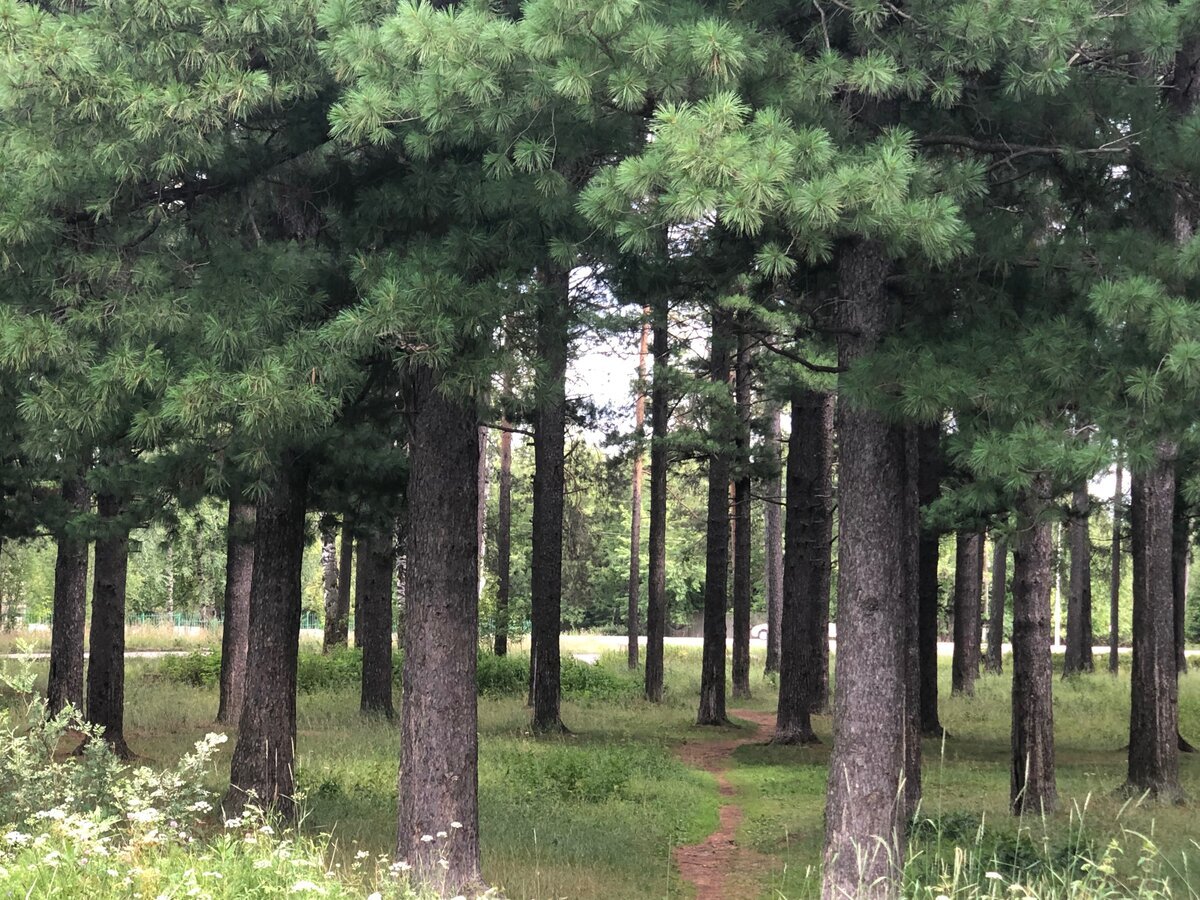 Кедровая роща в Решме