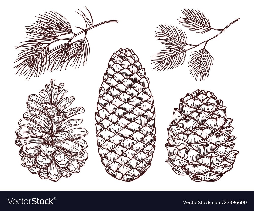 Кедровая шишка рисунок
