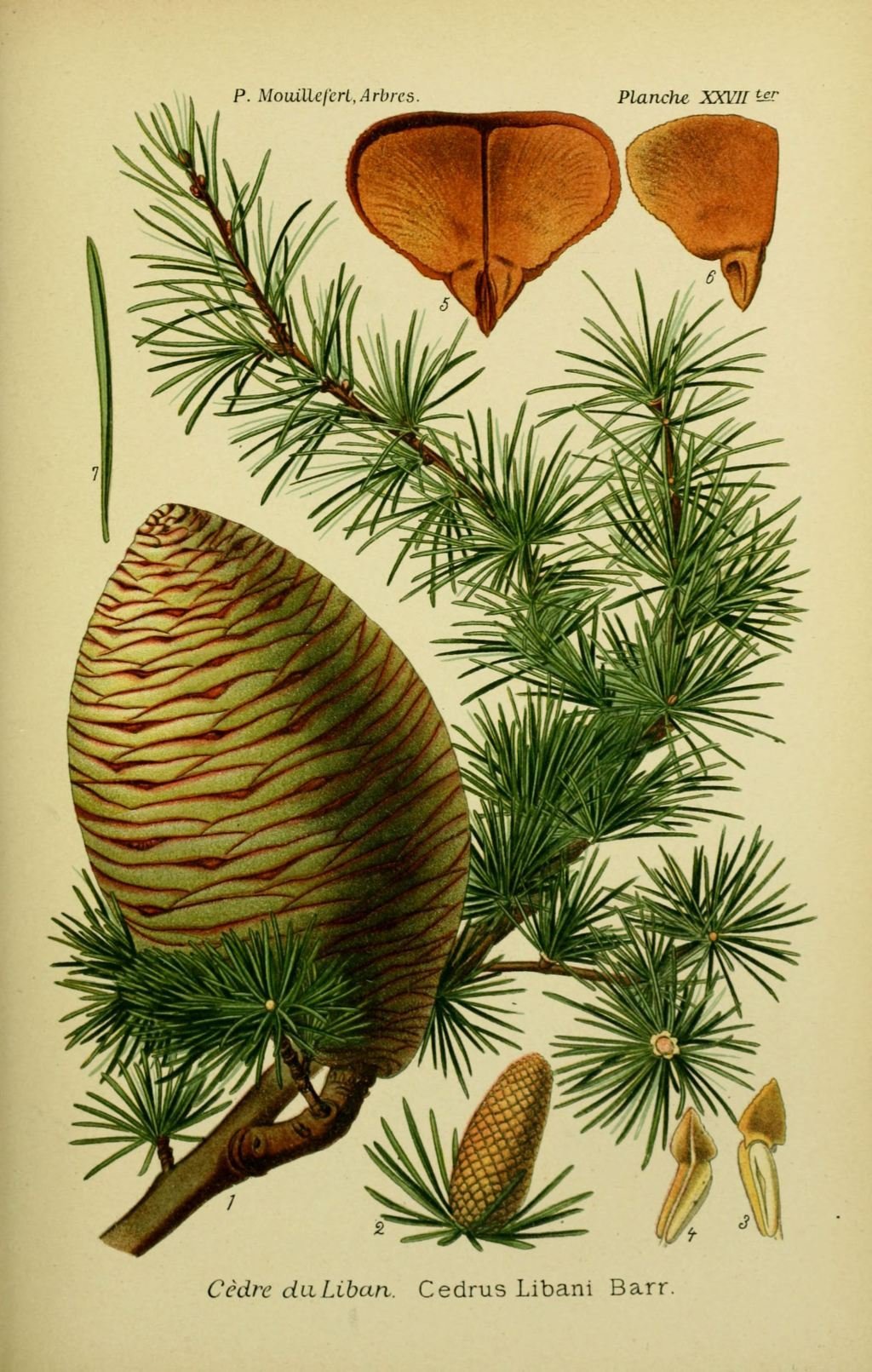 Кедр атласский семена