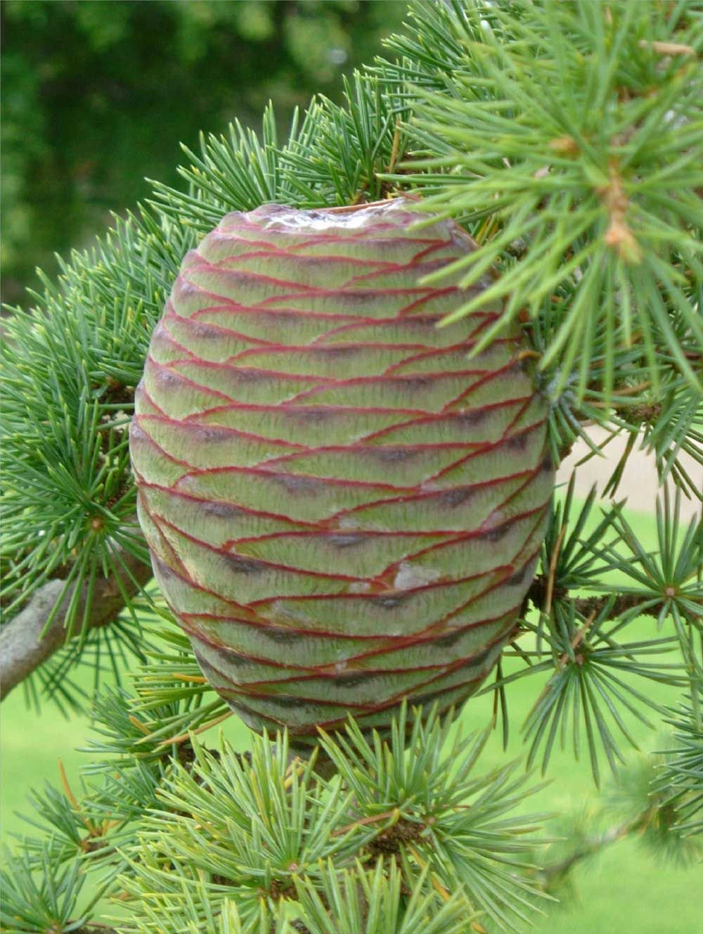 Cedrus libani шишка