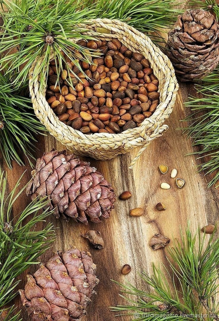 Сибирская сосна кедр шишка