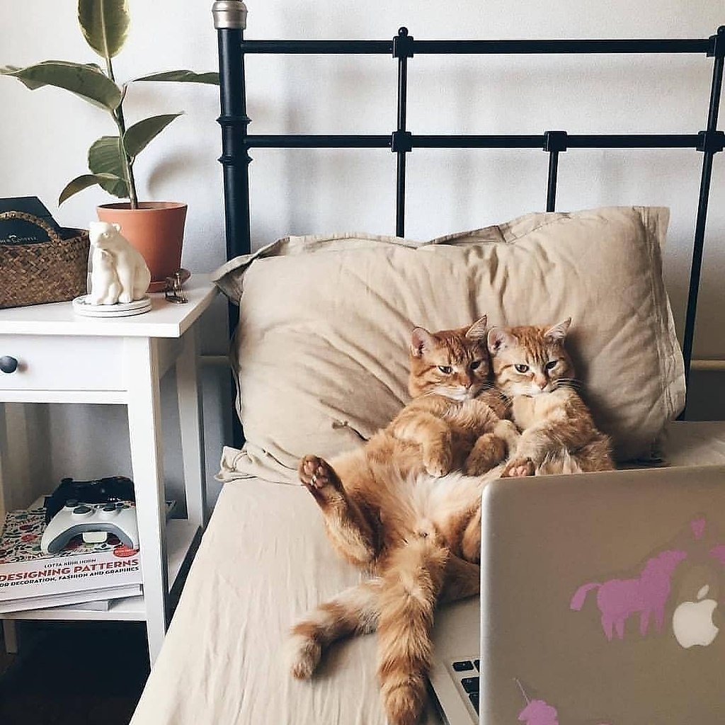 Кровать для кошки