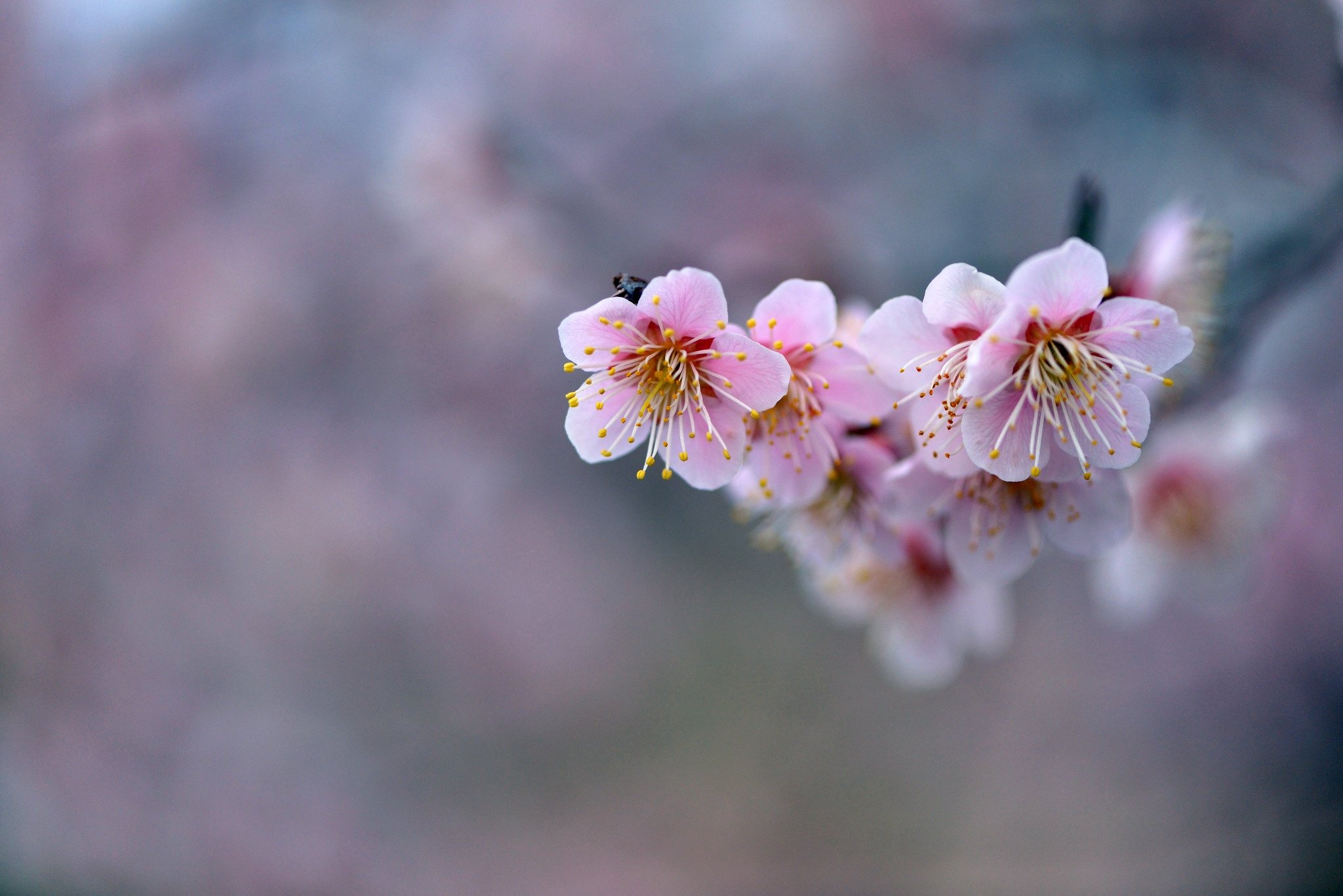 Ветка цветущей сакуры. Цветы Сакуры. Нежные весенние цветы. Цветущие ветки. Нежный цветок.