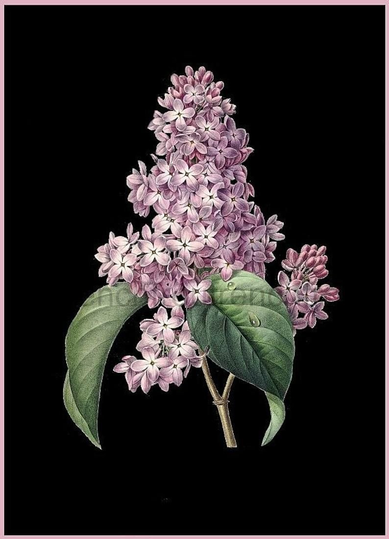 Ботаническая живопись сирень