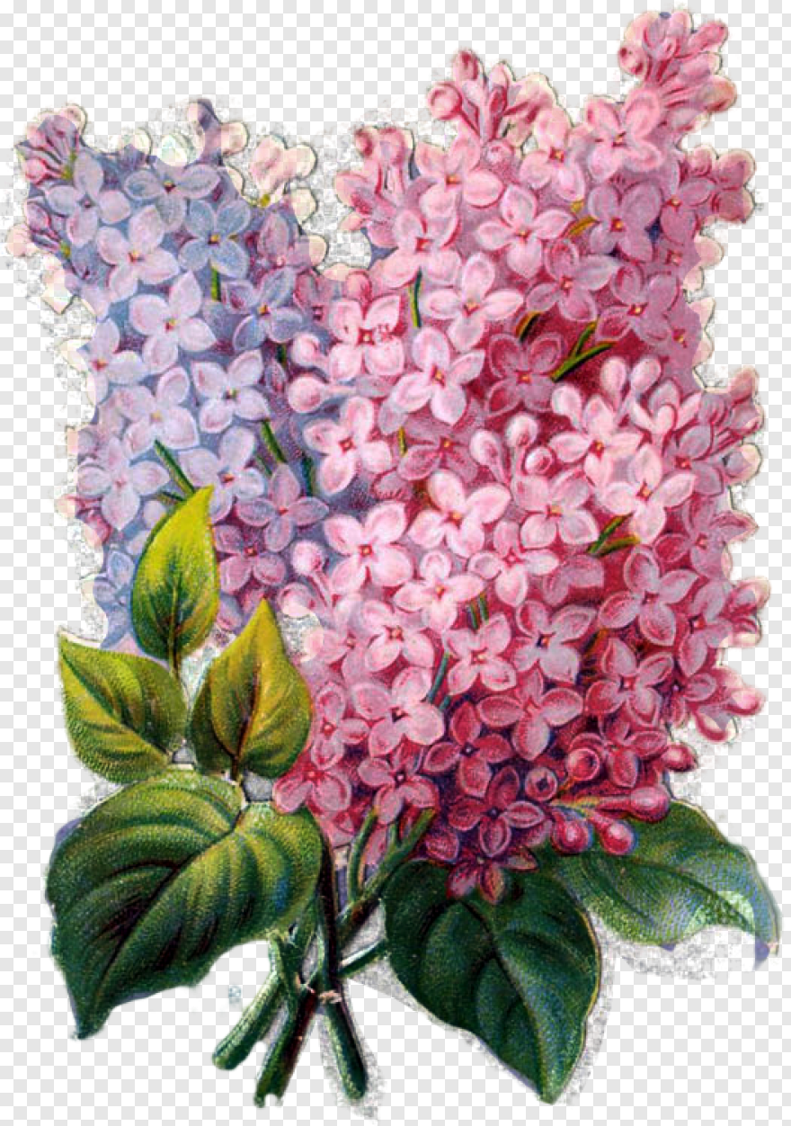 Нарисовать сирень