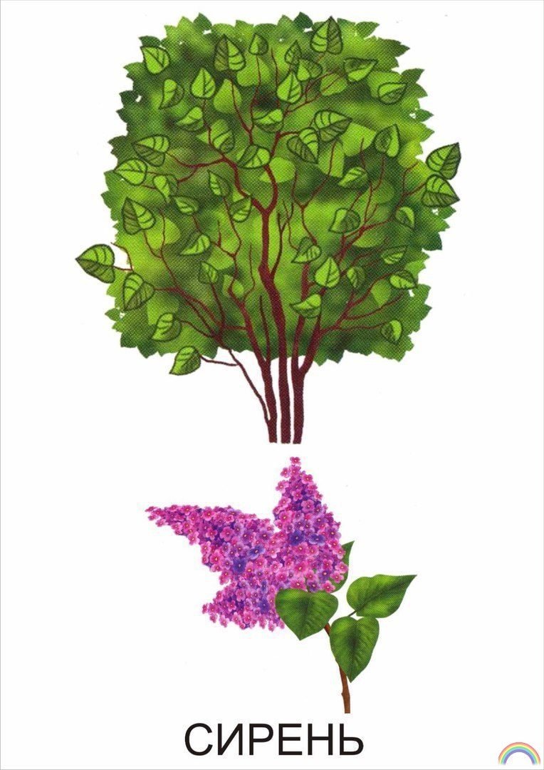 Кустарники для детей