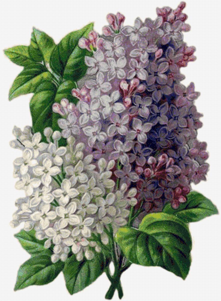 Сирень иллюстрация