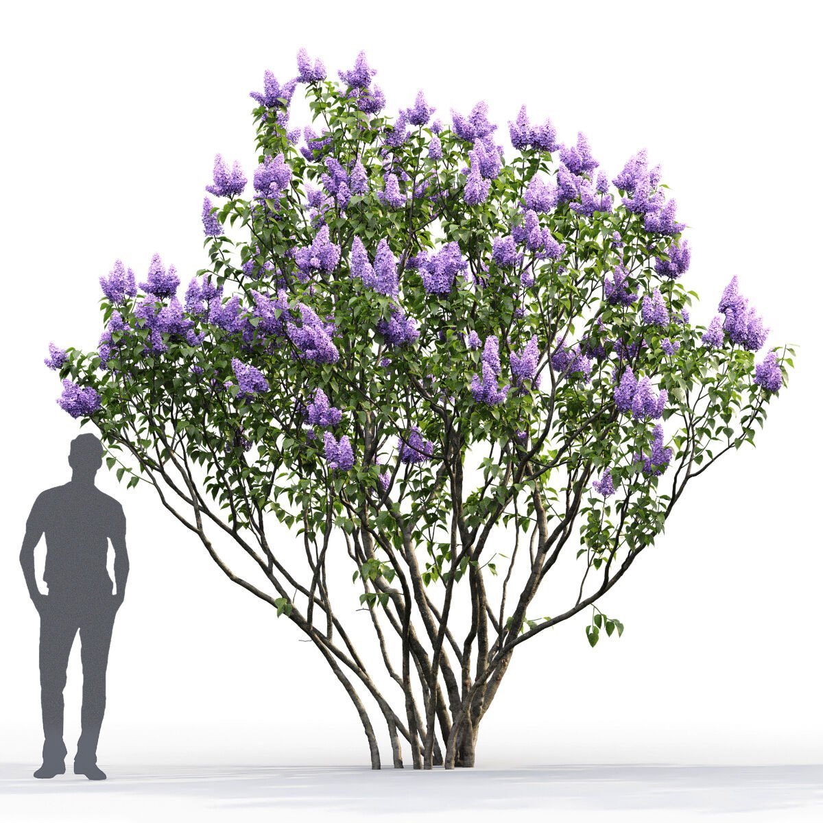 Сирень кустарник