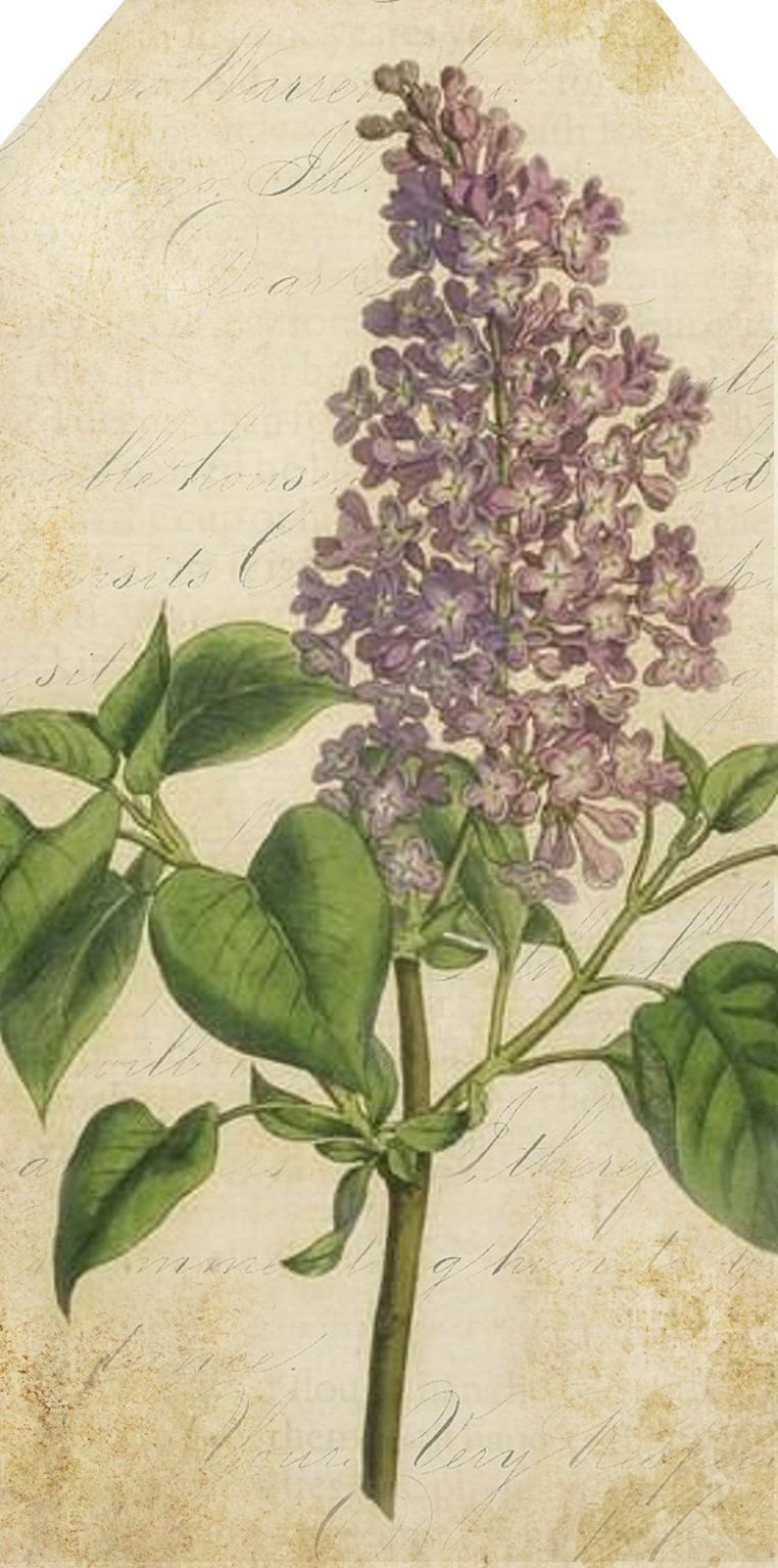 Сирень обыкновенная Мультиштамб