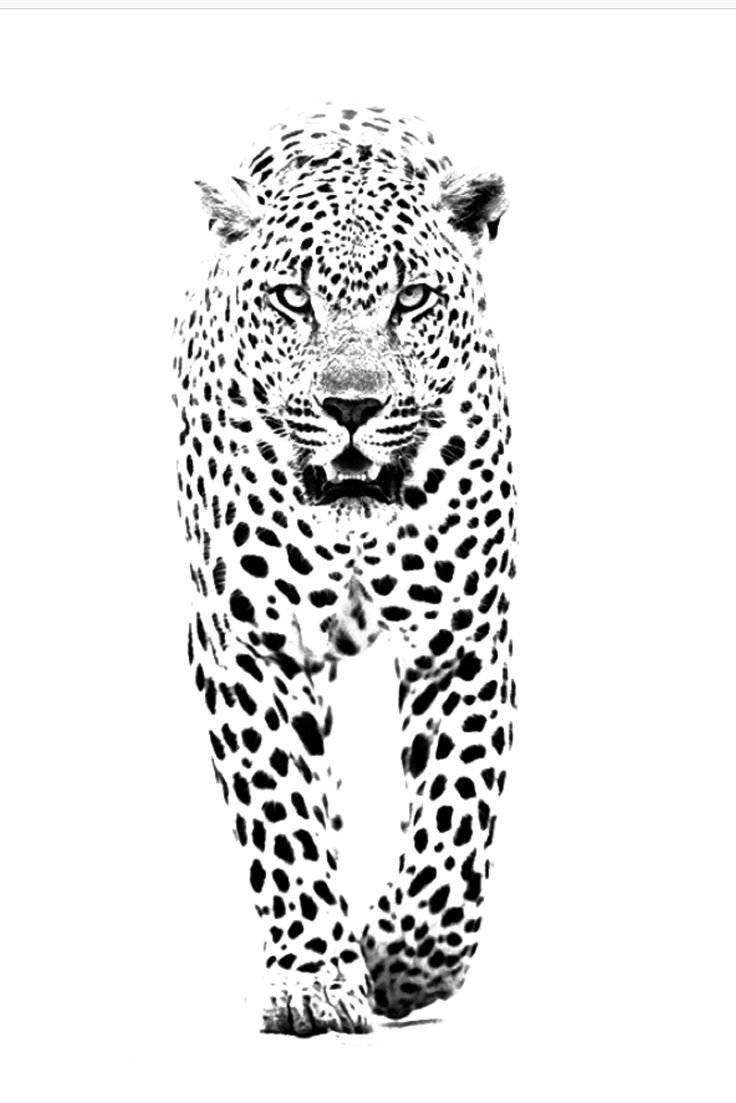 Cheetah на белом фоне