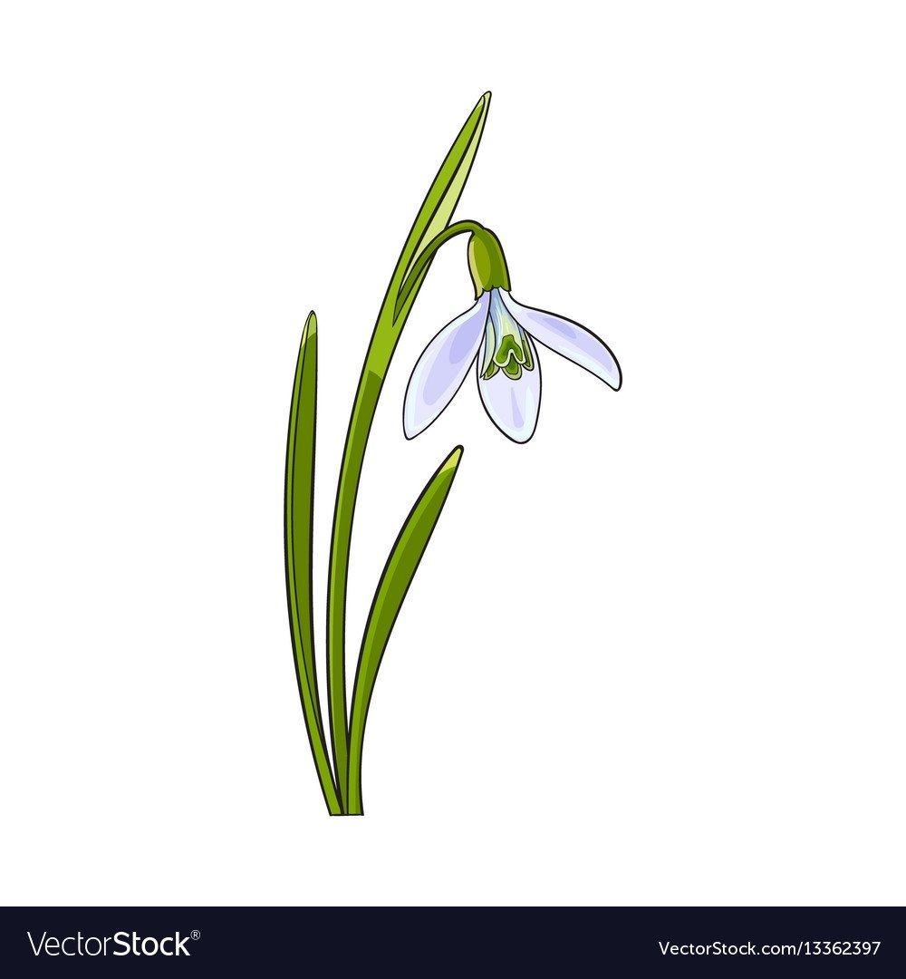 Подснежники на белом фоне