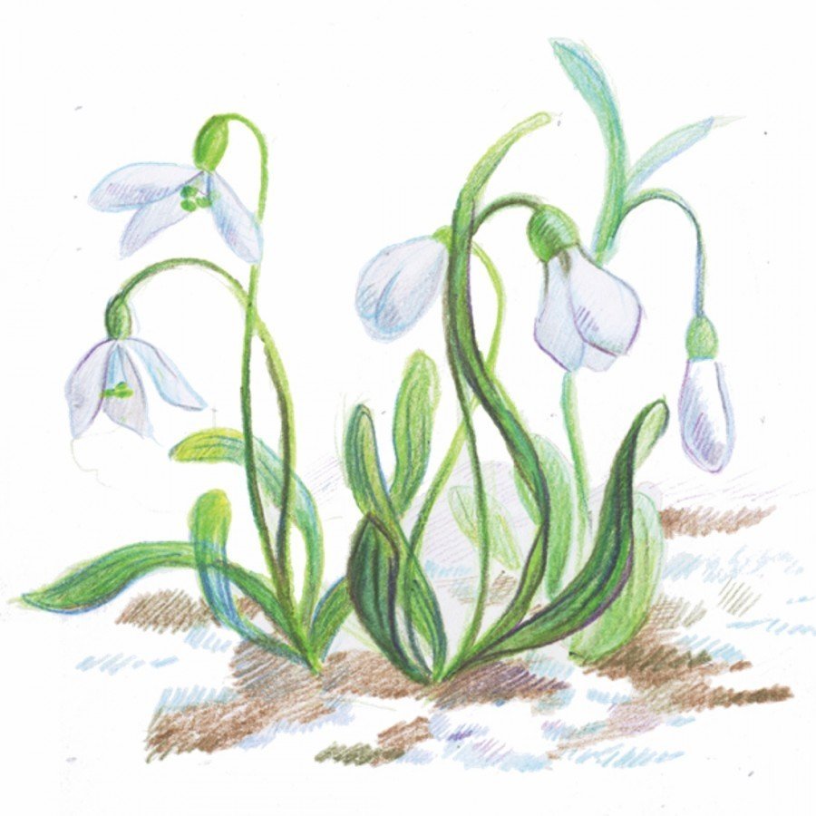 Подснежники для детей мультяшная