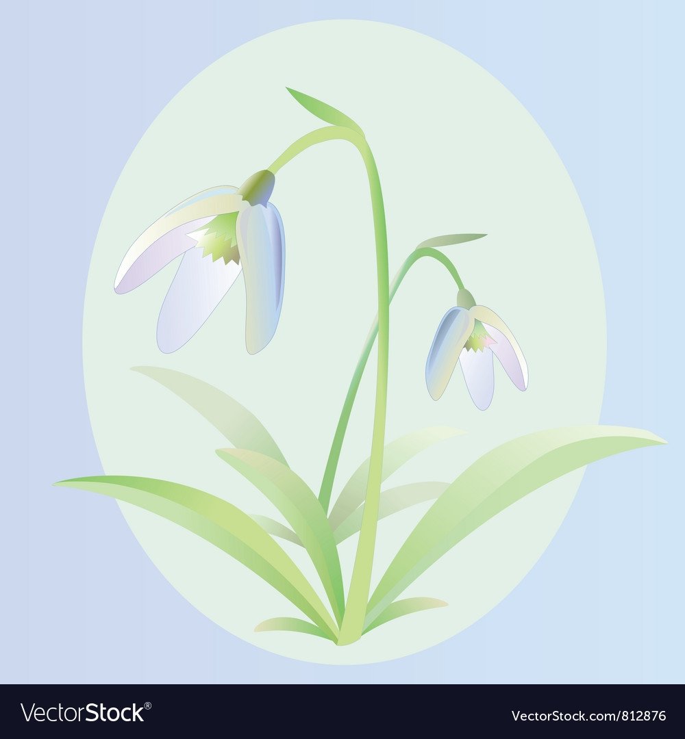 Картинка подснежник для дошкольников