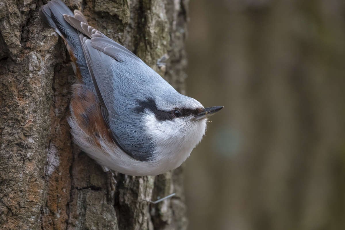 Поползень Жук