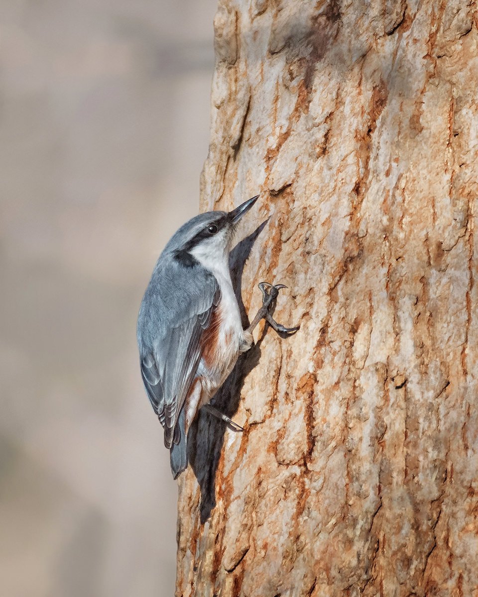 Птенец поползня