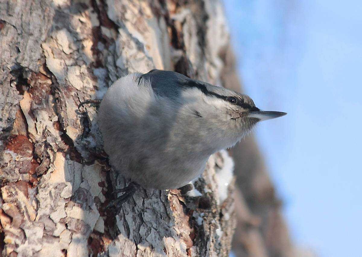 Сибирские птицы поползень