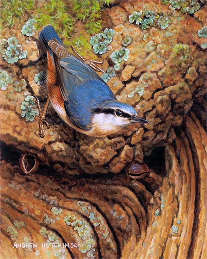 Маисовый поползень