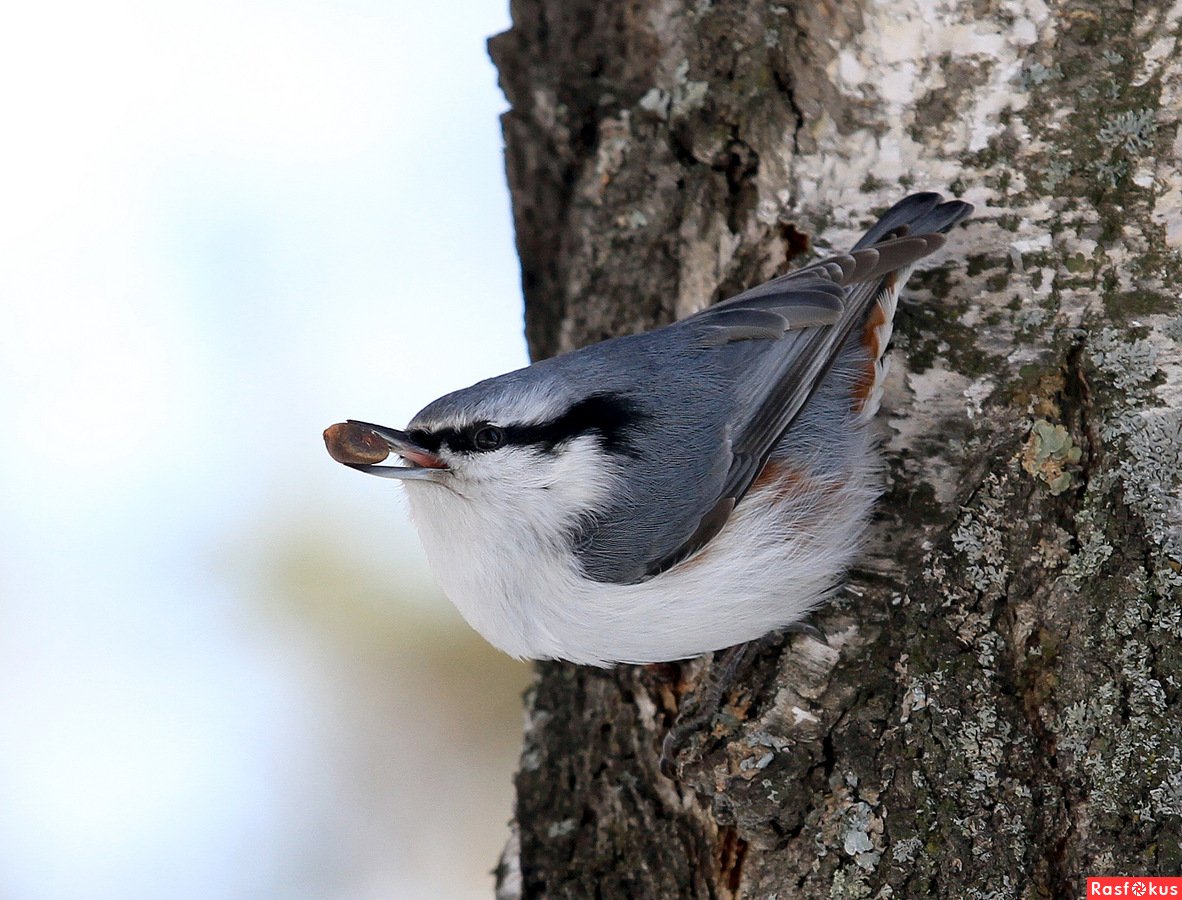 Корсиканский поползень
